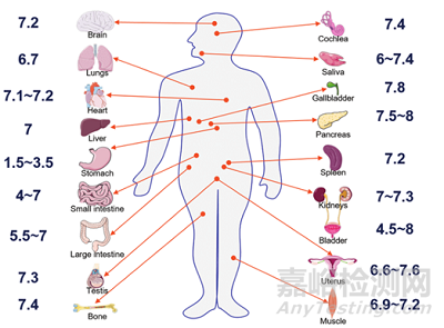藥物吸收影響因素之藥物理化性質(zhì)及體液環(huán)境