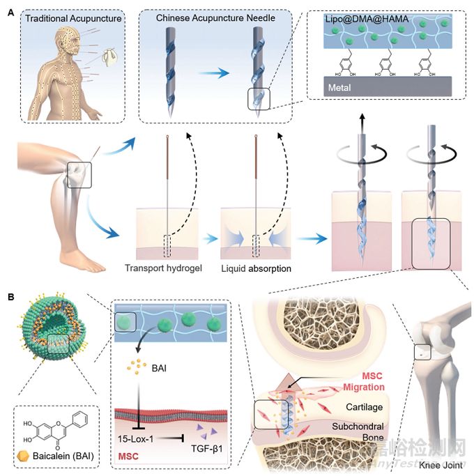 上海交大崔文國研發(fā)針灸針遞送水凝膠進(jìn)行病灶定位治療