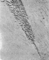 貝氏體的形成條件、組織形態(tài)和亞結(jié)構(gòu)