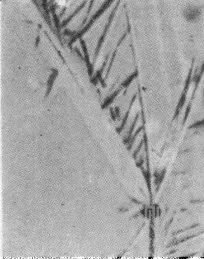 貝氏體的形成條件、組織形態(tài)和亞結(jié)構(gòu)