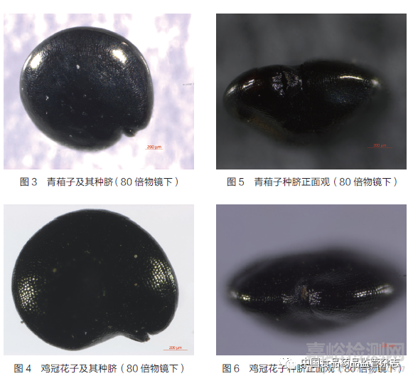 引用本文    連超杰，康帥＊，張南平，鄭健，馬雙成＊.《中國藥典》收載種子類藥材統(tǒng)計分析與監(jiān)管建議——以青葙子、雞冠花子為例[J].中國食品藥品監(jiān)管.2022.03（218）：25-33.