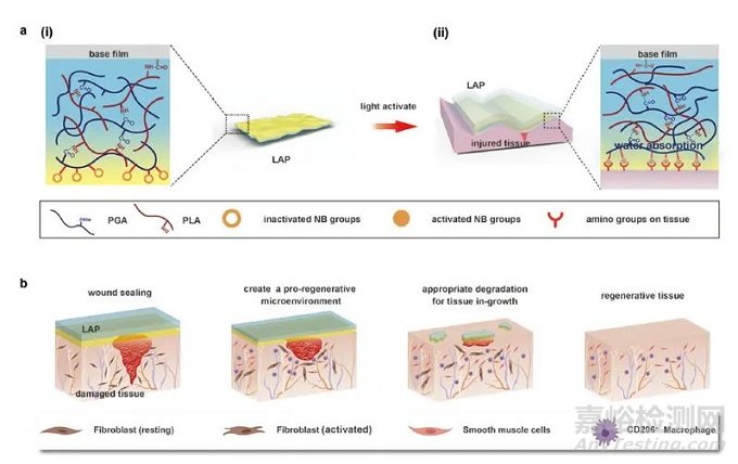 浙江大學(xué)首次設(shè)計(jì)出可代謝的免縫合光控自粘復(fù)軟組織創(chuàng)傷修復(fù)膜LAP