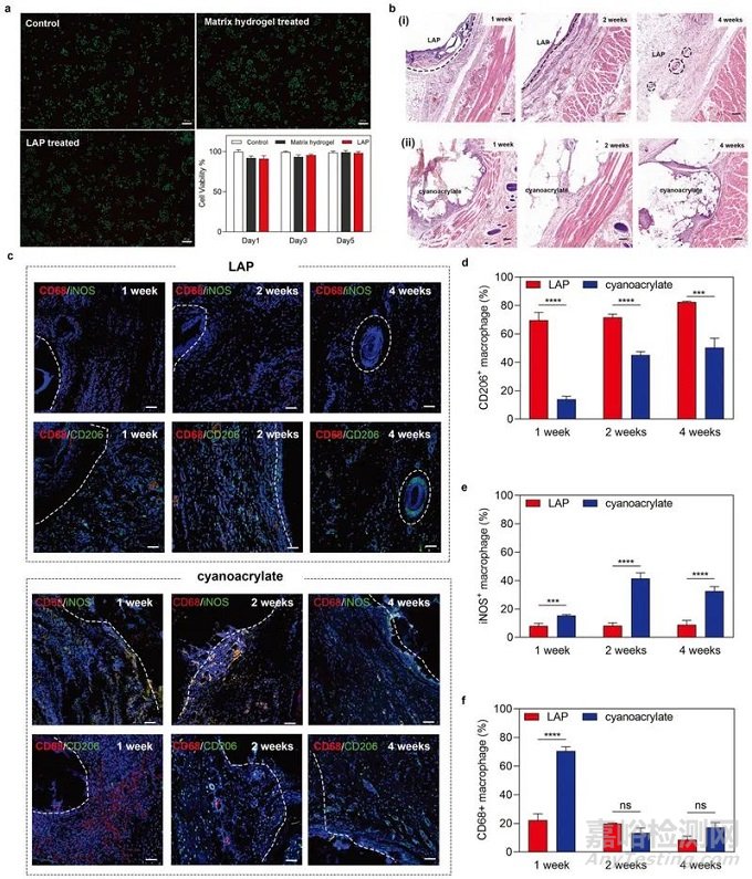 浙江大學(xué)首次設(shè)計(jì)出可代謝的免縫合光控自粘復(fù)軟組織創(chuàng)傷修復(fù)膜LAP