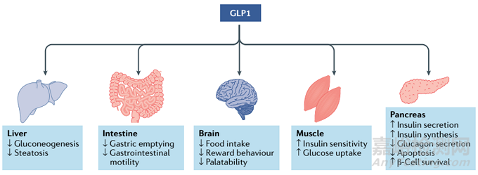 全球肥胖癥藥物研發(fā)歷程回顧及最新進(jìn)展