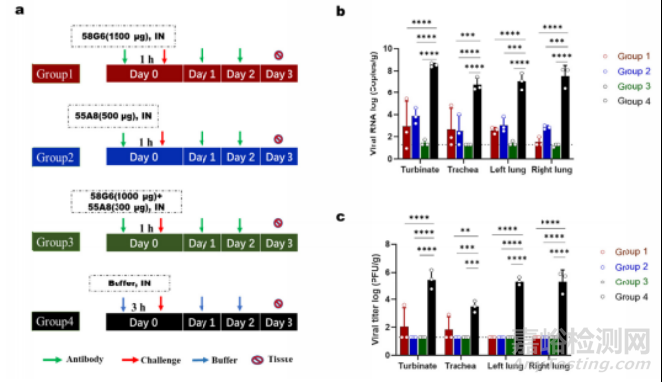 黃愛龍團隊成功研發(fā)鼻噴式中和抗體藥物對奧密克戎變異株具有良好的預(yù)防保護效果