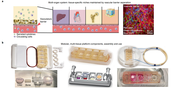 首個由人體組織制成的多器官芯片，可定制