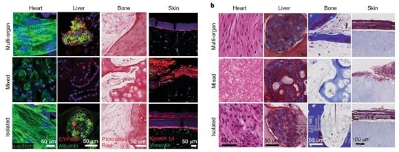 首個由人體組織制成的多器官芯片，可定制