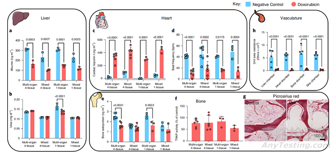 首個由人體組織制成的多器官芯片，可定制