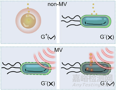 中藥抗菌取得突破！抗革蘭氏陽性菌藥物對陰性菌也有效