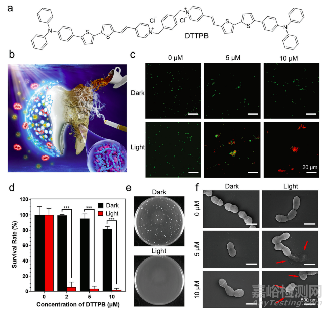 武漢大學(xué)使用光敏劑開發(fā)了可以同時(shí)抑制牙齒生物膜和促進(jìn)牙齒美白的高效光動(dòng)力治療策略