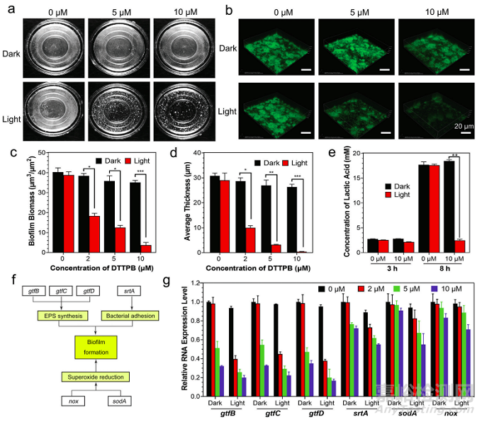 武漢大學(xué)使用光敏劑開發(fā)了可以同時(shí)抑制牙齒生物膜和促進(jìn)牙齒美白的高效光動(dòng)力治療策略