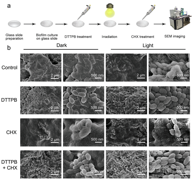武漢大學(xué)使用光敏劑開發(fā)了可以同時(shí)抑制牙齒生物膜和促進(jìn)牙齒美白的高效光動(dòng)力治療策略