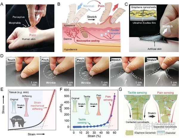 寧波材料所陳濤研究員和肖鵬副研究員 Adv. Funct. Mater.：在具有疼痛感知功能的仿生皮膚中取得進展