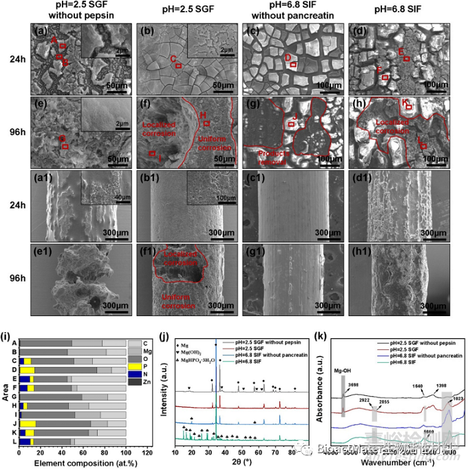 酶在模擬胃液和腸液中對(duì)鎂合金體外降解行為的影響