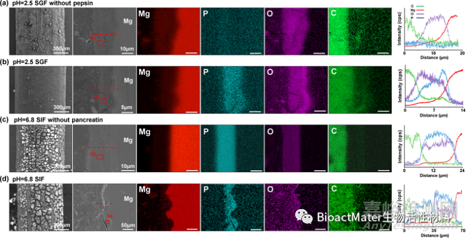 酶在模擬胃液和腸液中對(duì)鎂合金體外降解行為的影響