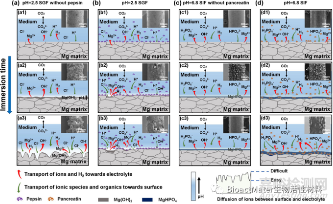 酶在模擬胃液和腸液中對(duì)鎂合金體外降解行為的影響