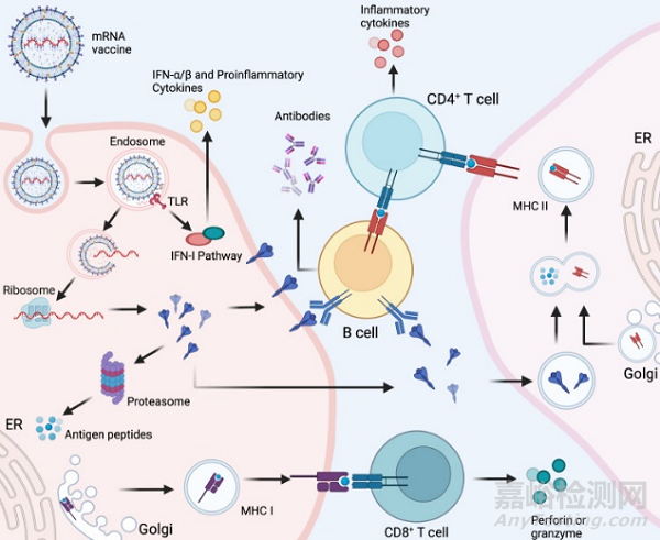 國(guó)產(chǎn)mRNA新冠疫苗研發(fā)需要突破哪些技術(shù)壁壘？