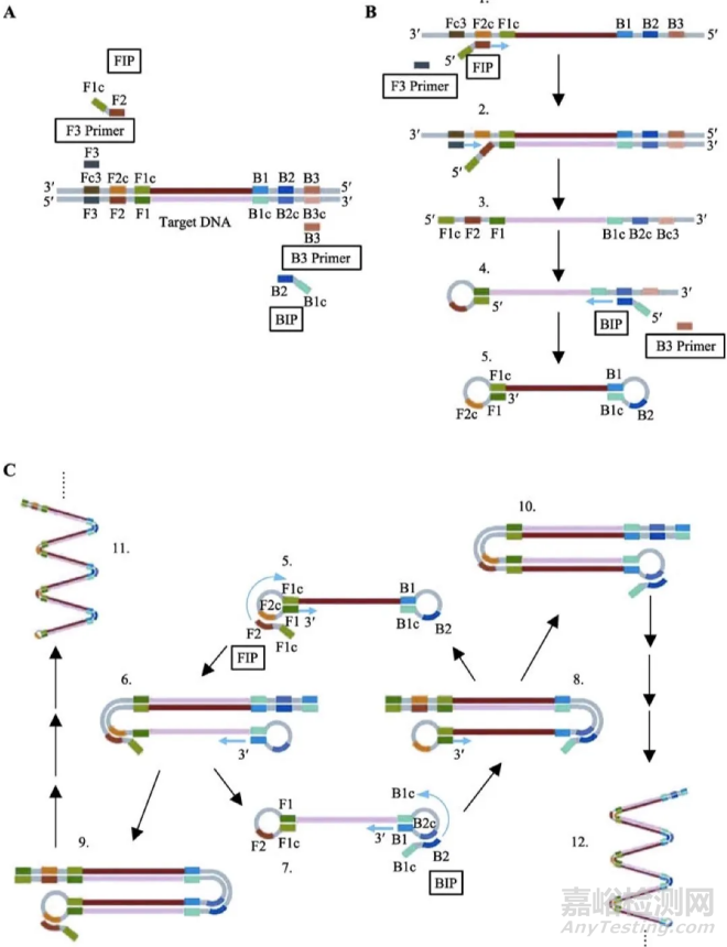 解決了PCR反復(fù)熱變性局限的LAMP技術(shù)是什么來頭？