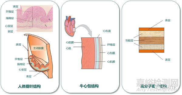 ?沛嘉醫(yī)療TaurusApex:首家公布實驗室及動物試驗數(shù)據(jù)的國產(chǎn)高分子介入瓣膜