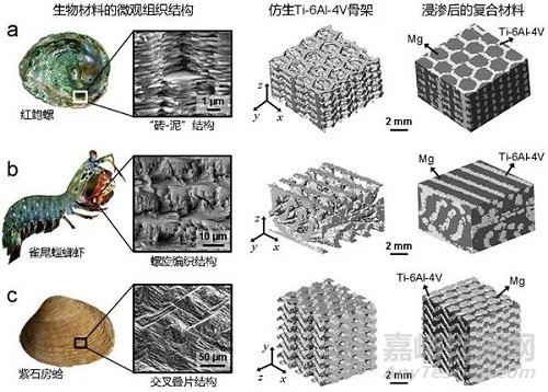 仿生材料結(jié)構(gòu)優(yōu)化設(shè)計(jì)研究取得新進(jìn)展