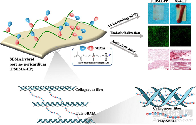 心血管疾病治療的創(chuàng)新生物材料和器械取得新進(jìn)展