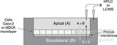 早期藥物開發(fā)生物藥劑學(xué)分類系統(tǒng)中藥物滲透性預(yù)測