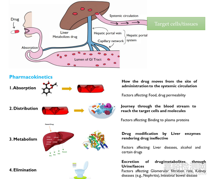 藥物劑型選擇、體內(nèi)過程以及控釋給藥系統(tǒng)設計的幾點考慮