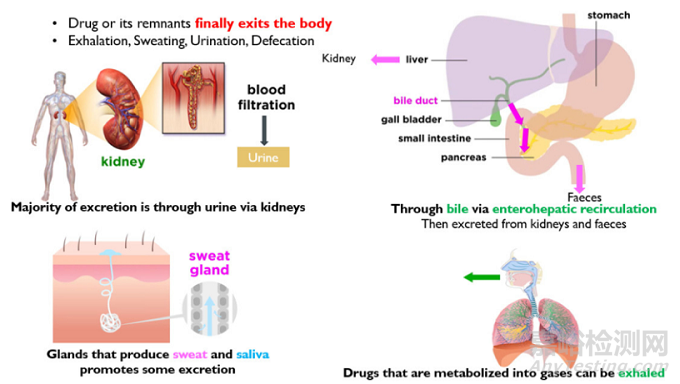 藥物劑型選擇、體內(nèi)過程以及控釋給藥系統(tǒng)設計的幾點考慮