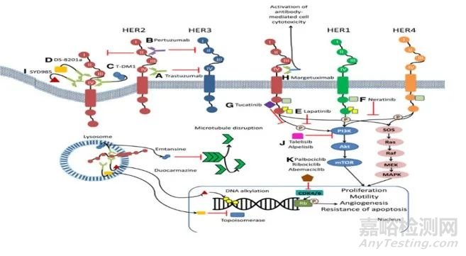 蛋白類生物標記物在生物醫(yī)藥研發(fā)中的應用及生物分析策略