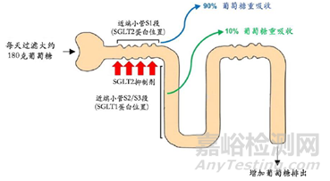 列凈類降糖藥物的作用機(jī)制及應(yīng)用現(xiàn)狀