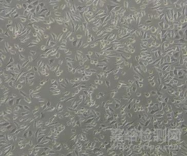 細(xì)胞毒性試驗(yàn)解析