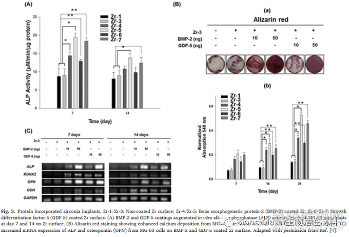 先進(jìn)牙科種植體：具有生物活性和治療性的氧化鋯種植體