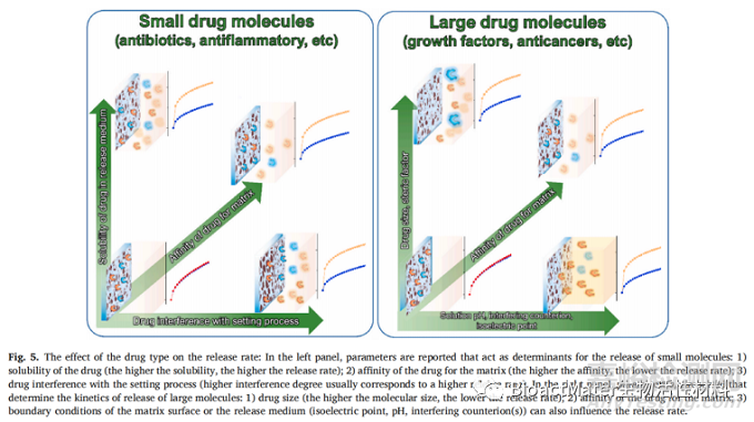 影響磷酸鈣骨水泥藥物釋放的因素