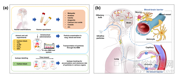 大氣細(xì)顆粒物穿透生物屏障及毒性效應(yīng)研究取得進(jìn)展