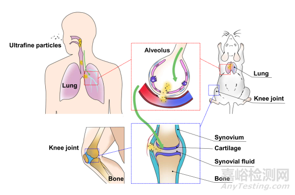 大氣細(xì)顆粒物穿透生物屏障及毒性效應(yīng)研究取得進(jìn)展