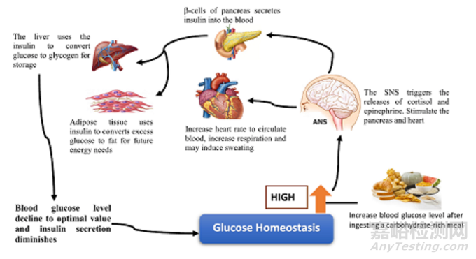 可穿戴無(wú)創(chuàng)血糖監(jiān)測(cè)的最新進(jìn)展