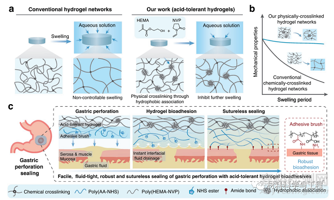 可用于胃穿孔修復(fù)的極強耐酸性水凝膠生物粘附劑