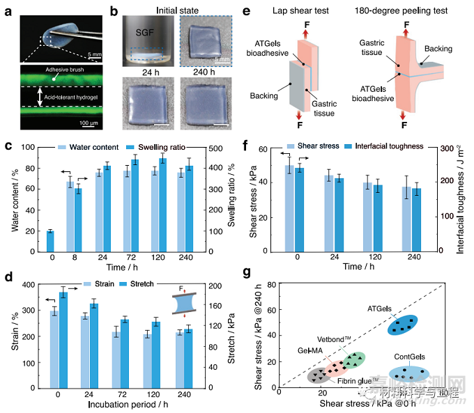 可用于胃穿孔修復(fù)的極強耐酸性水凝膠生物粘附劑