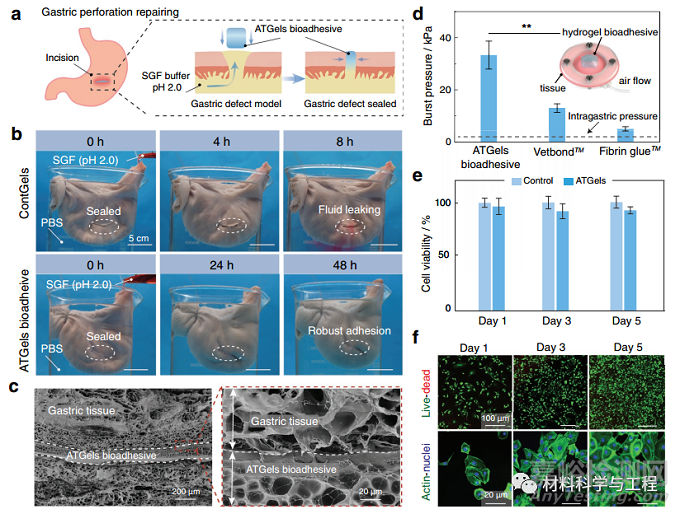 可用于胃穿孔修復(fù)的極強耐酸性水凝膠生物粘附劑