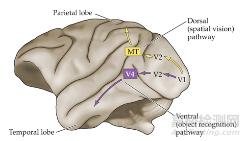 清華團(tuán)隊(duì)開發(fā)微創(chuàng)植入腦機(jī)接口，年底進(jìn)入臨床