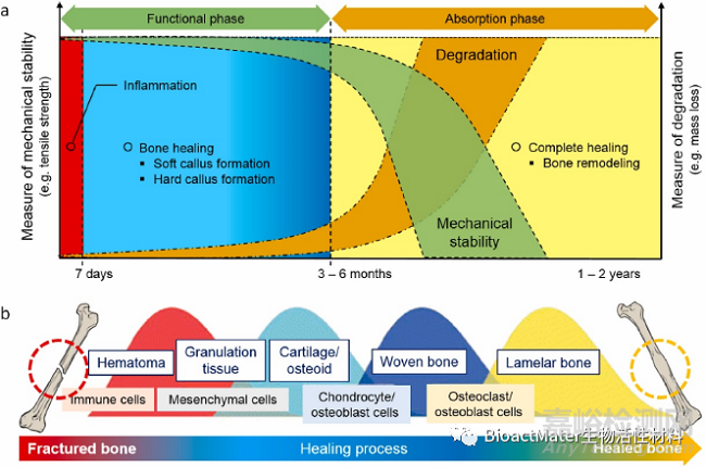 頗具潛力的生物活性涂層系統(tǒng)—用于高性能可吸收鎂質(zhì)骨植入物