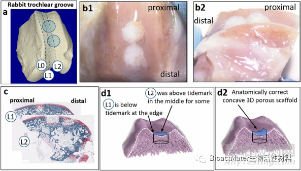 利用殼聚糖涂層的自身免疫活性促進(jìn)帶孔聚己內(nèi)酯支架中血管、骨和軟骨的生成