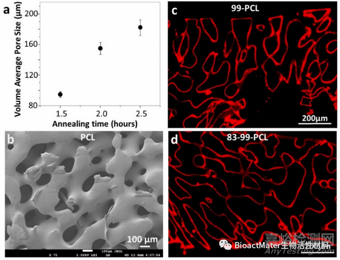 利用殼聚糖涂層的自身免疫活性促進(jìn)帶孔聚己內(nèi)酯支架中血管、骨和軟骨的生成