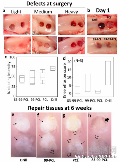 利用殼聚糖涂層的自身免疫活性促進(jìn)帶孔聚己內(nèi)酯支架中血管、骨和軟骨的生成