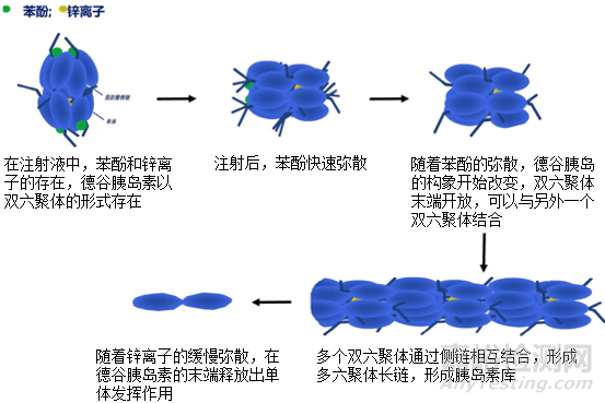 胰島素藥物作用機(jī)制-以門(mén)冬胰島素和德谷胰島素為例