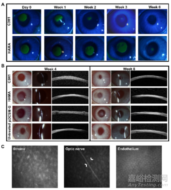 長(zhǎng)期無(wú)縫合修復(fù)角膜缺損取得新進(jìn)展