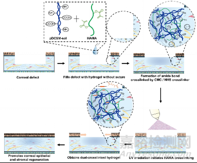 長(zhǎng)期無(wú)縫合修復(fù)角膜缺損取得新進(jìn)展