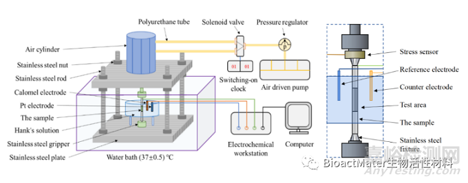 不同加載頻率動(dòng)態(tài)交變循環(huán)載荷對(duì)AZ31鎂合金的體外生物降解行為的影響研究