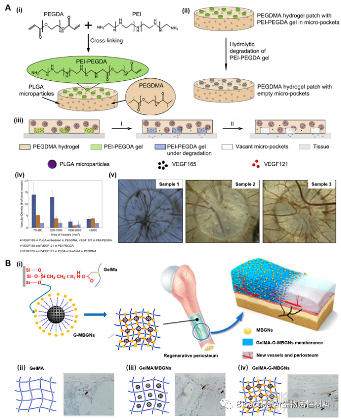 基于水凝膠材料體外構(gòu)建血管化組織用于組織再生及藥物篩選的研究進展