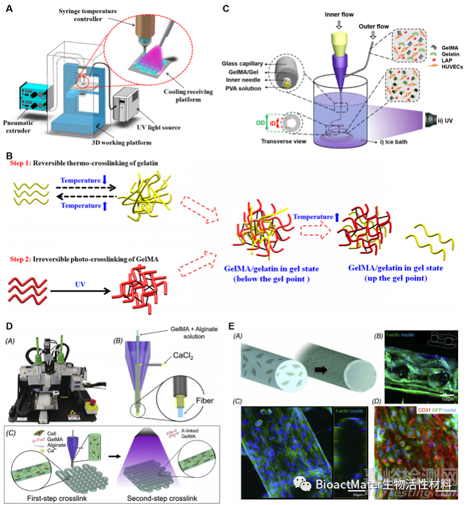 基于水凝膠材料體外構(gòu)建血管化組織用于組織再生及藥物篩選的研究進展